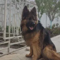 سگ ژرمن شپرد اصیل یالدار ۲ساله