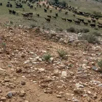 نیازمند چوپان