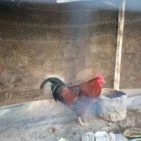 مرغ خروس
