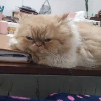 جفت گیری گربه