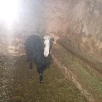 بز 40کیلویی