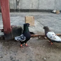 5تا سینه|پرنده|شیروان (خراسان), |دیوار