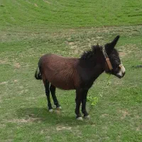 خر سرحال باری
