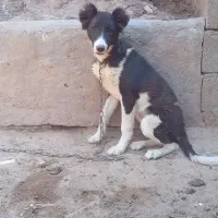 توله سگ