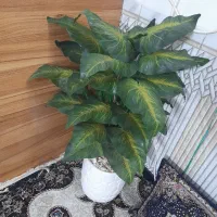 گل اپارتمانی