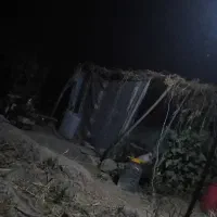 فروش بره