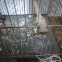 جوجه قناری باغی ابپخش