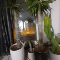 گل ماداگاسگا
