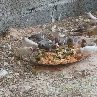 پرنده|پرنده|جم, |دیوار