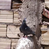 .کفتر|پرنده|نائین, |دیوار