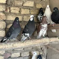 کبوتر پرشی