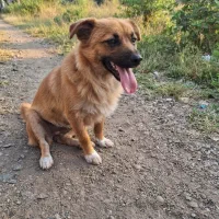 سگ اشپیتز نژاد دار