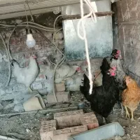 4 تا مرغ محلی