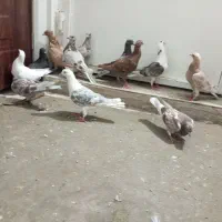 جوجه پلاکی دورگ