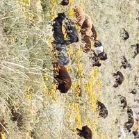 ۴۰ تا بره گوسفند