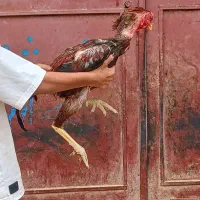 مرغ خروس لاری