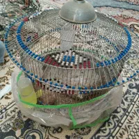 جعل کاکلی