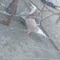 شازده زرد کاکل فروش یا معاوضه