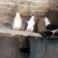 کبوتر