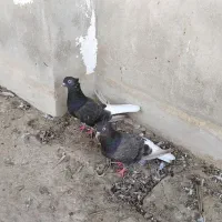 کبوتر