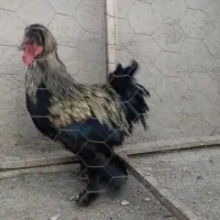خروس سلطان