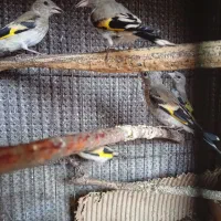 جوجه سهره دورگ