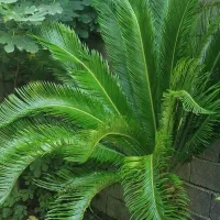 سیکاس