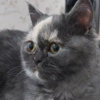 گربه بیریتیش اسکاتیش