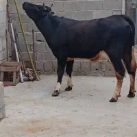 فروش گاو دورگ شیری