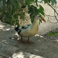 ۲ جفت اردک مسکویی و یک عدد اردک نر ۹ ماهه