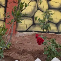 باغچه های ۱۵۷ متری به بالا در مجموعه دارای سند
