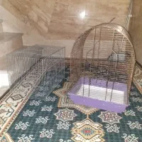 دوعدد قفس.