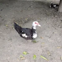 اردک اسرائیلی ماده