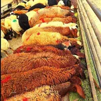 گوسفند با باسکول دقیق، سلامت کامل، قیمت واقعی