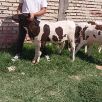 گوساله سیمینتال نر چها راس