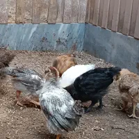 جوجه مرغ محلی