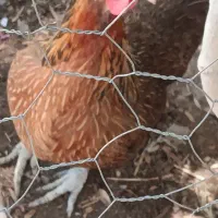 مرغ محلی برای کشتار