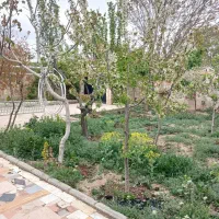 باغویلا/سهیلیه،