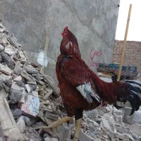 خروس لاری