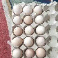 تخم مرغ محلی ارگانی