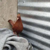 سرخ ماده