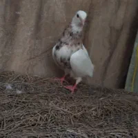 کبوتر طوقی پلاکی مسافتی هفت رنگ شهرستانی جفت