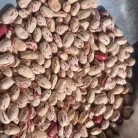 لوبیا چیتی درجا یک