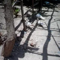 کبوتر