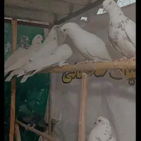 15تاکفتر غریبگیری