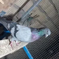 سبز نر  معاوضه با سور نر