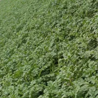 سیب بذری سانته مدل 403