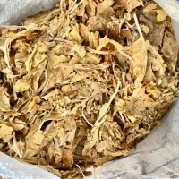 برگ کاهو زرد