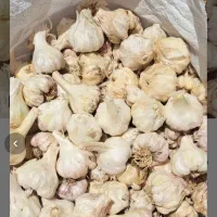 سیر محلی بیضا