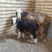 فروش میش بره